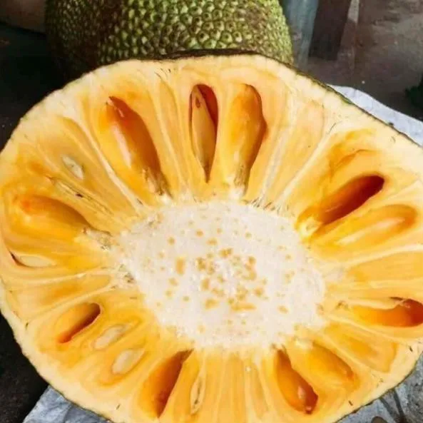 Thai Jackfruit made in vietnam 100% Natural Organic Cultivation type Wholesale Hot 2022