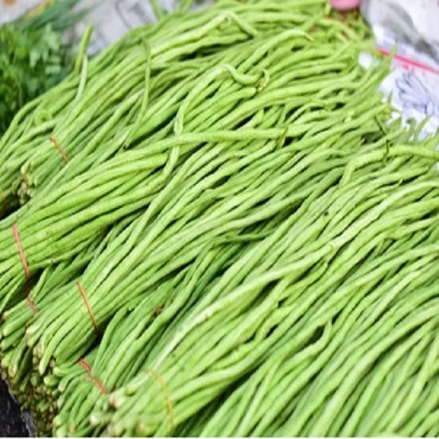 Green Beans - Taste Great , long green beans exports more