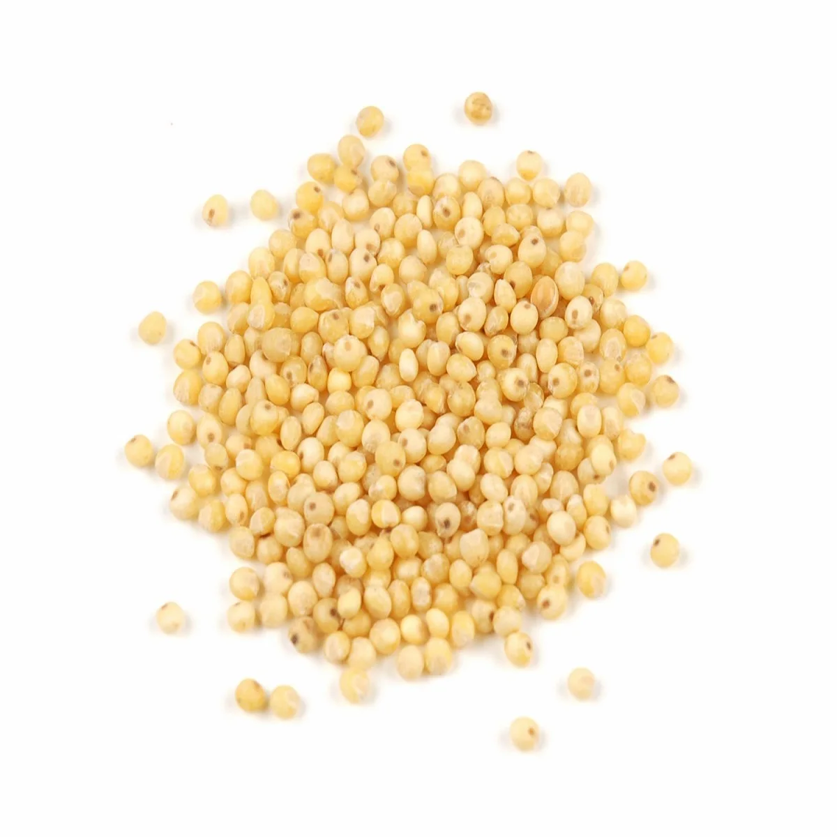 Millet seed.jpg