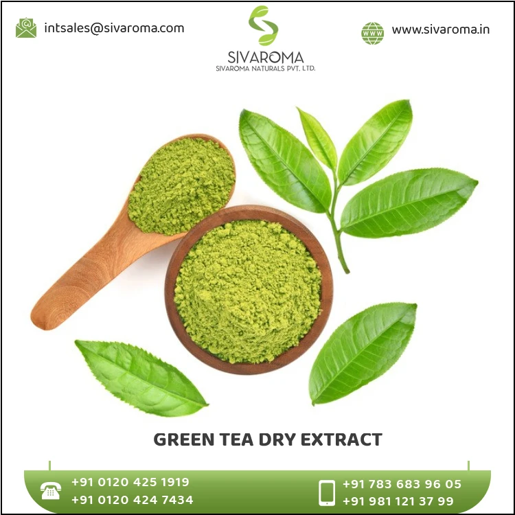 100% Natural Pure and Fresh Camellia Sinensis Plant Leaves Extracted Green Tea Dry Extract with High Quality for Export at Bulk