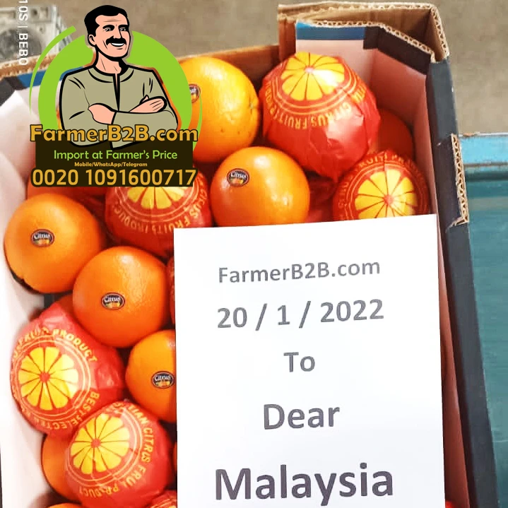 2022 Египет Свежий Оранжевый наша последняя доставка в Малайзию (Высшее качество)