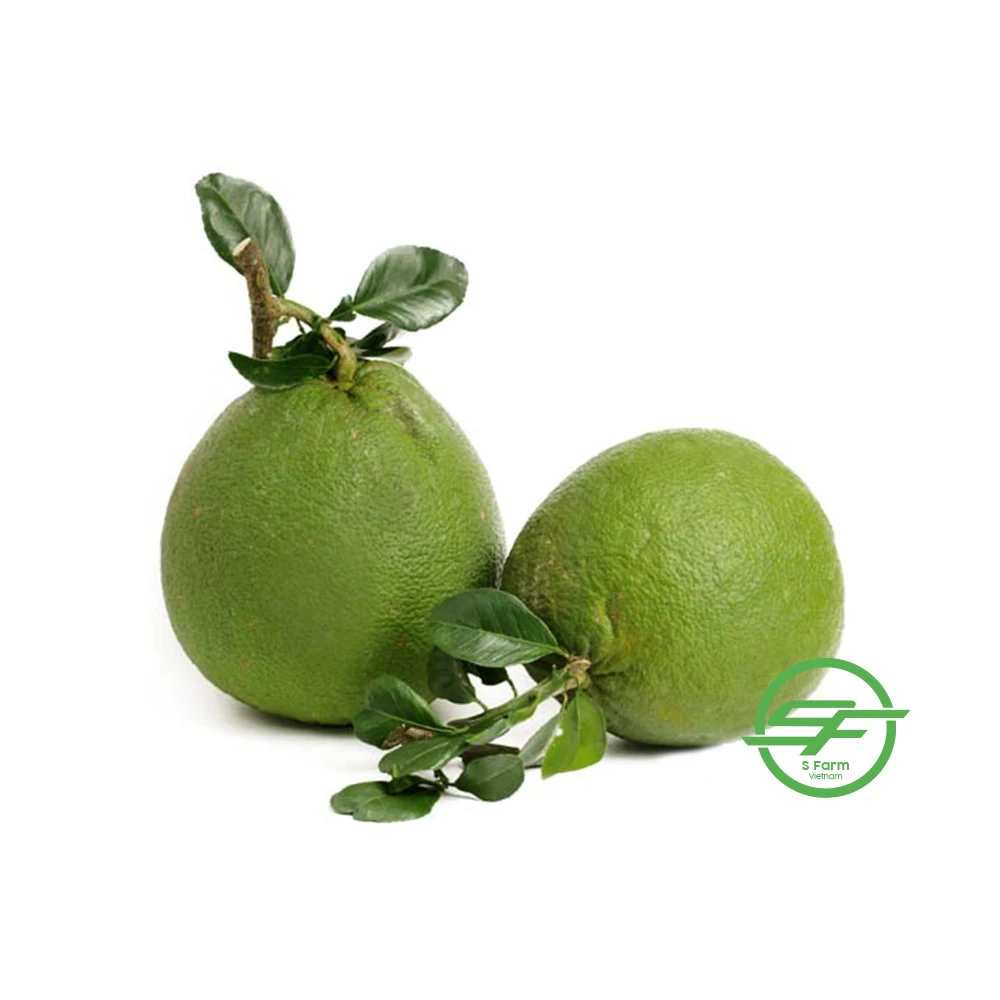 Высококачественный органический зеленый грейпфрут оптовый продавец Pomelo