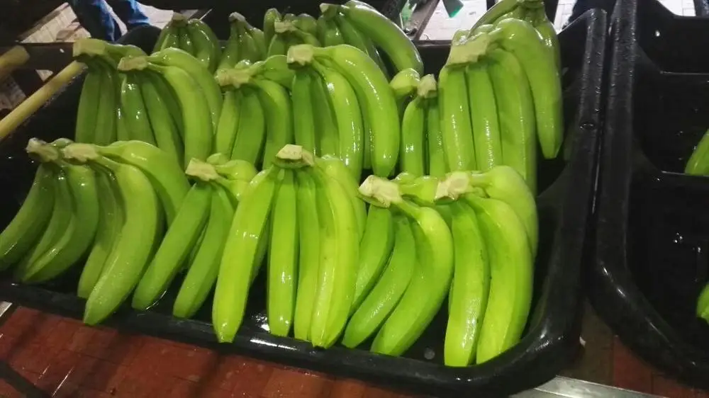 Fresh Cavendish Banana- Grade A from Vietnam- Best choice of tropical fruits