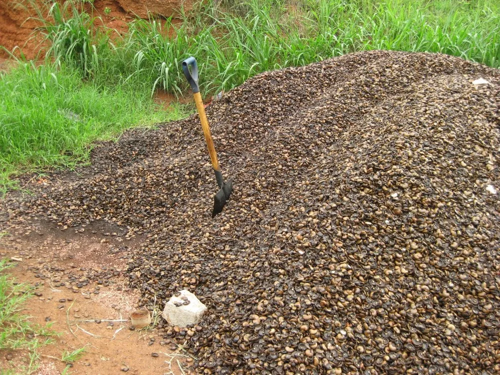 Самая дешевая сырая шелуха кешью (большой размер) из Вьетнама-Сельскохозяйственные отходы для корма животных с большим количеством клетчатки