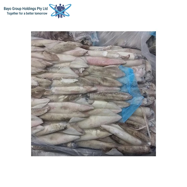 
ISO Certified Wholesale of Nutrition Frozen Loligo Gahi Squid at Best Price 