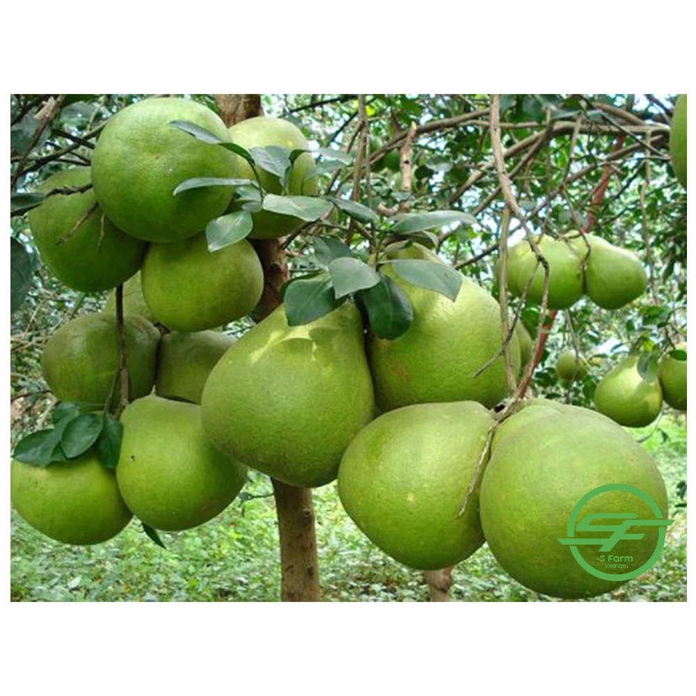 Wholesale Fresh Fruit Pomelo For Export In Bulk