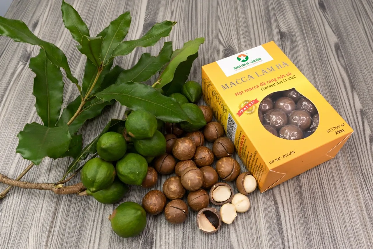 ISO Certification Dry Cracked in Shells Dried Style 250 gram 25+mm Macadamia nuts (yellow box) from Vietnam