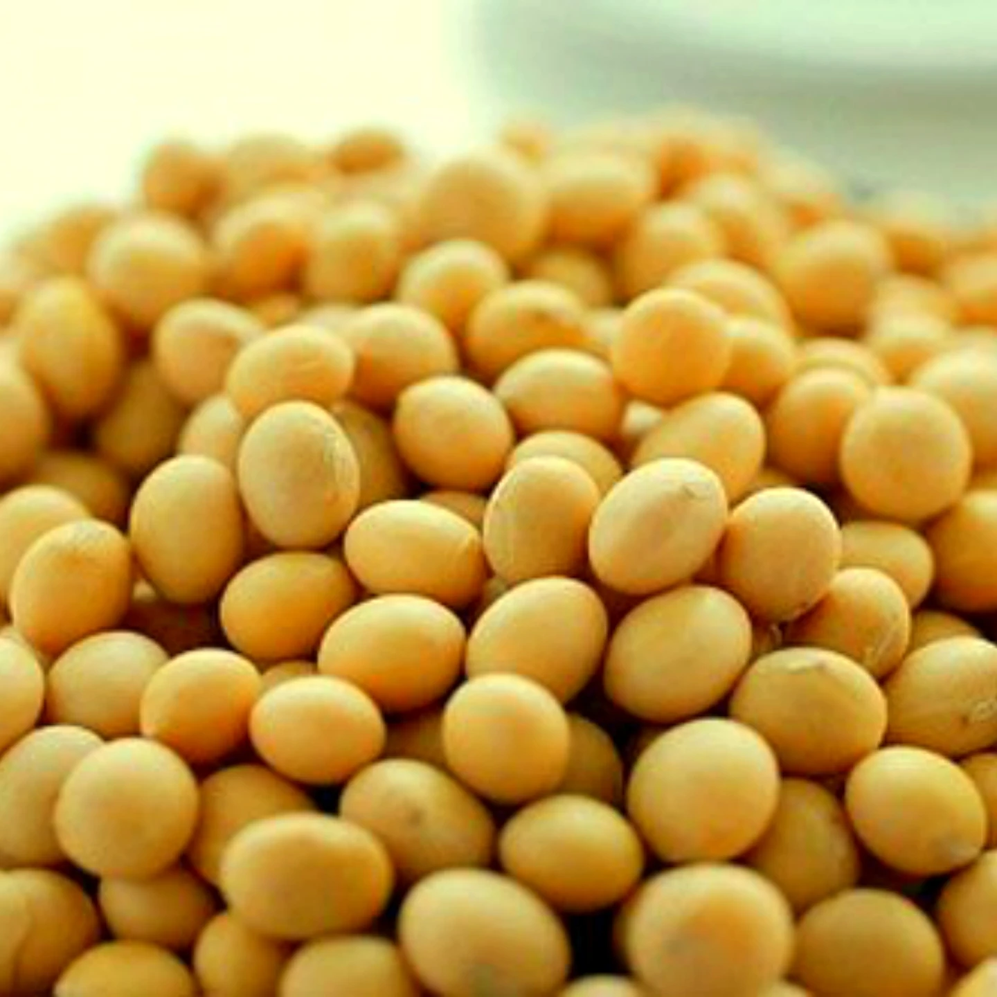 Top quality Non GMO Soybean Yellow/ Non-GMO Soya /Soja/ Soybeans for sale