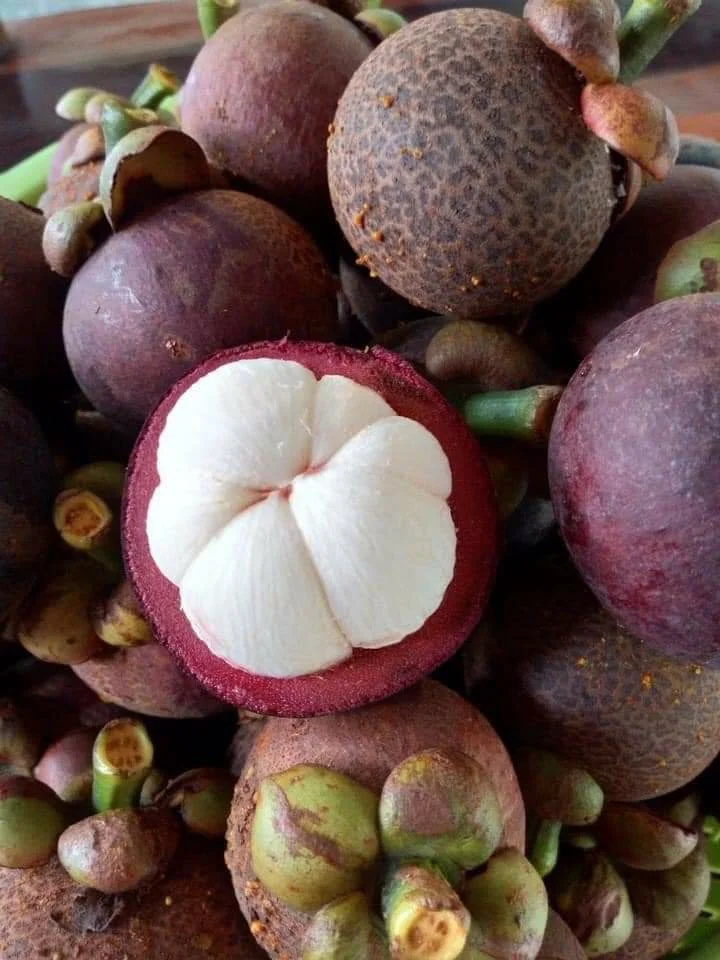 Premium from Thailand Natural Tropical Fresh Mangosteen Fruit, Thailand farmer associaton