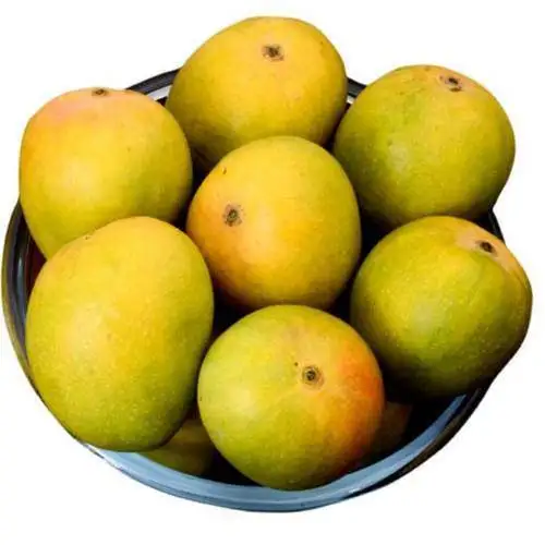 Best Quality Fresh Fruit Mango With Good Price For Wholesale / Wholesale Sweet Mango Fruit
