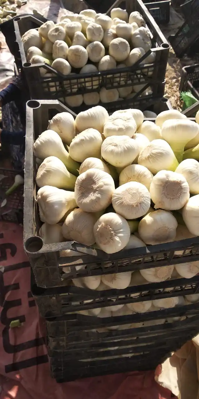 Свежий белый чеснок-красный