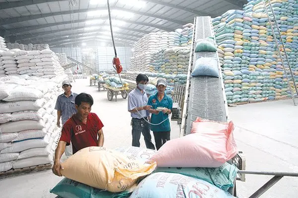 Vietnam Jasmine rice - Export Winter Spring Quality jasmine export For Every Budget.