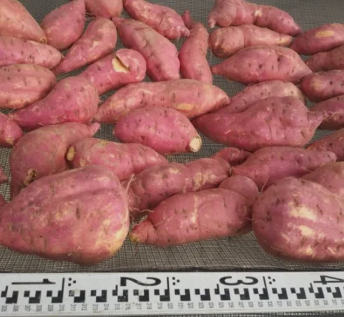  Лидер продаж 1 2021 долларов экспорт японского сладкого картофеля из Вьетнама для оптовой продажи/Ms Sofia + 84 789946878