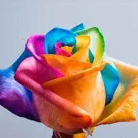 Bulk Lemon Rich Rose Essential oils Clove cinnamon turmeric Eucalyptus Cedar Wood Khus Rose Saffron Vanilla Ylang Ylang Jasmin