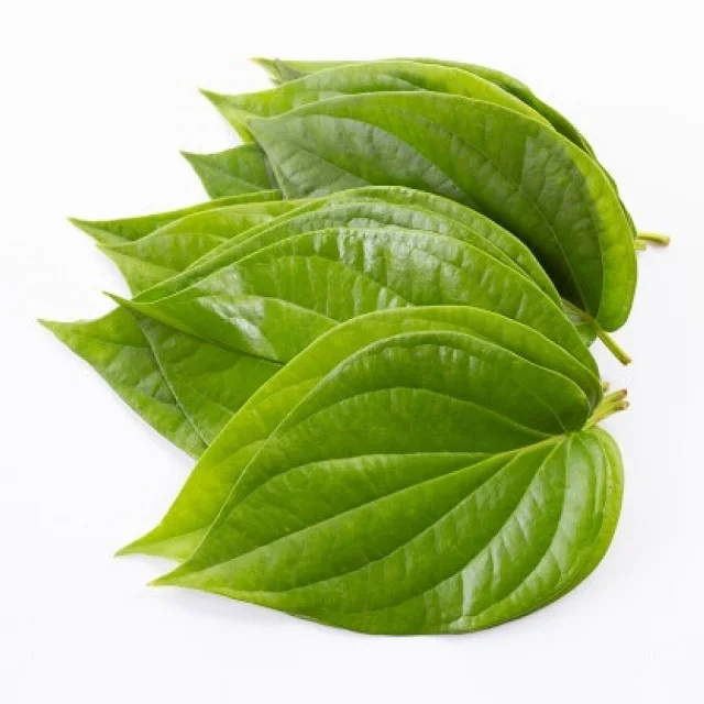 Indian Betel Leaves wholesale high quality indian exporters bulk fresh best price good quality vegetables fresh