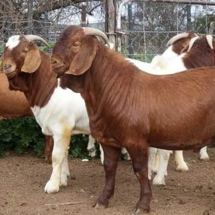 Live goat weighing scale boer goats and table eggs for sale at 100% guaranteed rates