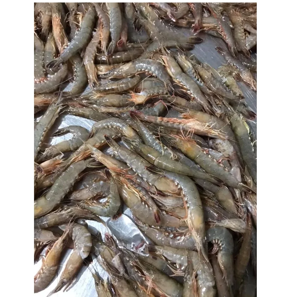 Competitive Price Natural Frozen Fresh Seafood Mild Sweet Whole Cooked Shrimps Frozen With PE Bag Exported From Vietnam