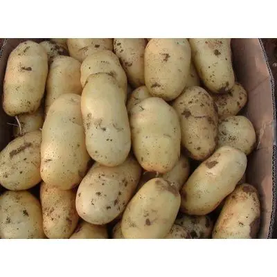 2016-fresh-potatoes.jpg