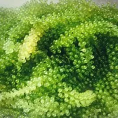 Натуральный // UMIBUDOU/морской виноград 100% свежий высокое качество зеленая Икра /// Латок/мисс Ниан + 84 363 210