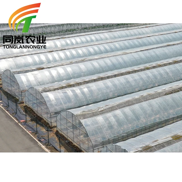 Easy Install Tomato Planting Greenhouse Single-Span Plastic Film Tunnel Green House Manufacturer