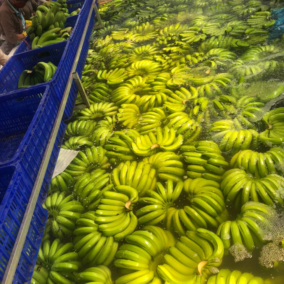 Fresh bananas Top Rated Product Low Price Wholesale High Quality Eco Friendly Rick Nutrition Sell Green Banana
