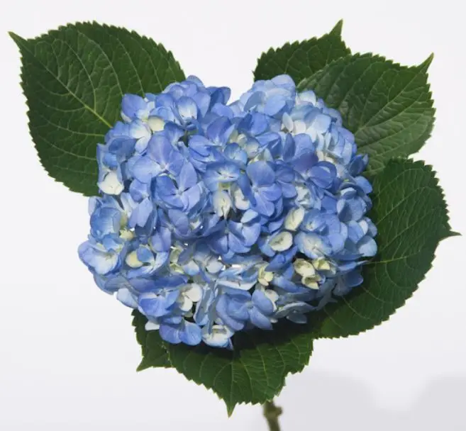 decorative flowers Real fresh cut Hydrangea premium quality select size (16/17) cm SCHOKING BLU fresh flowers