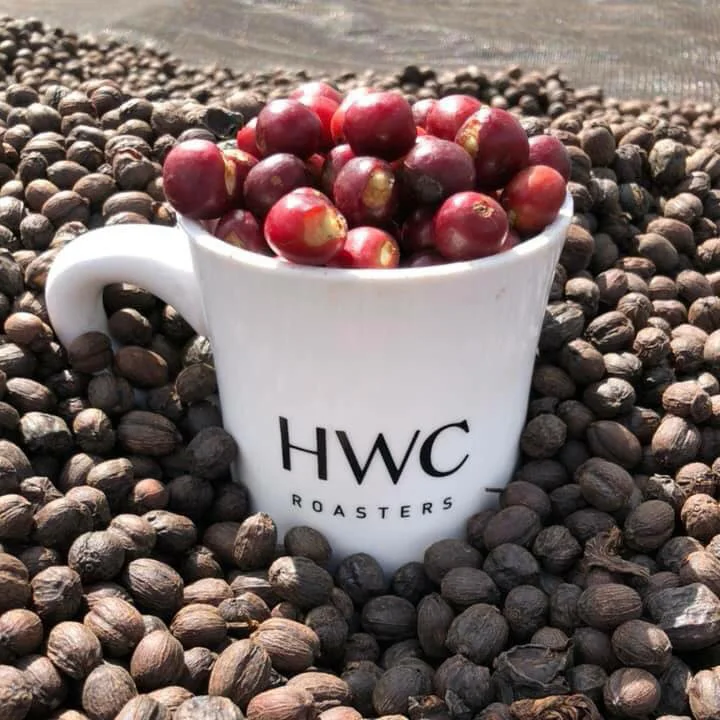 Panama Los Lajones LOMAALTA Natural High Quality Green Coffee Beans Wholesale