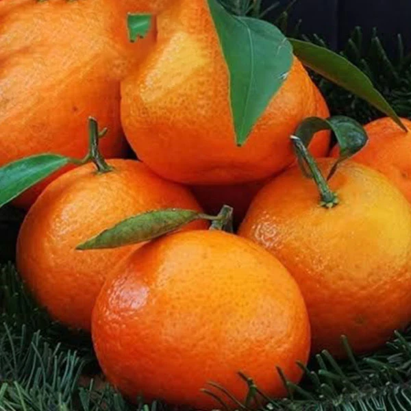 2022 новый урожай детского оранжевого китайского растения в