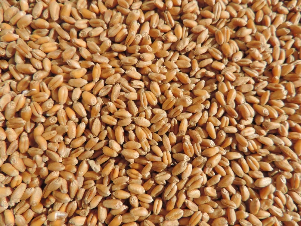 
100% Organic Cheap Long Wheat Grain 