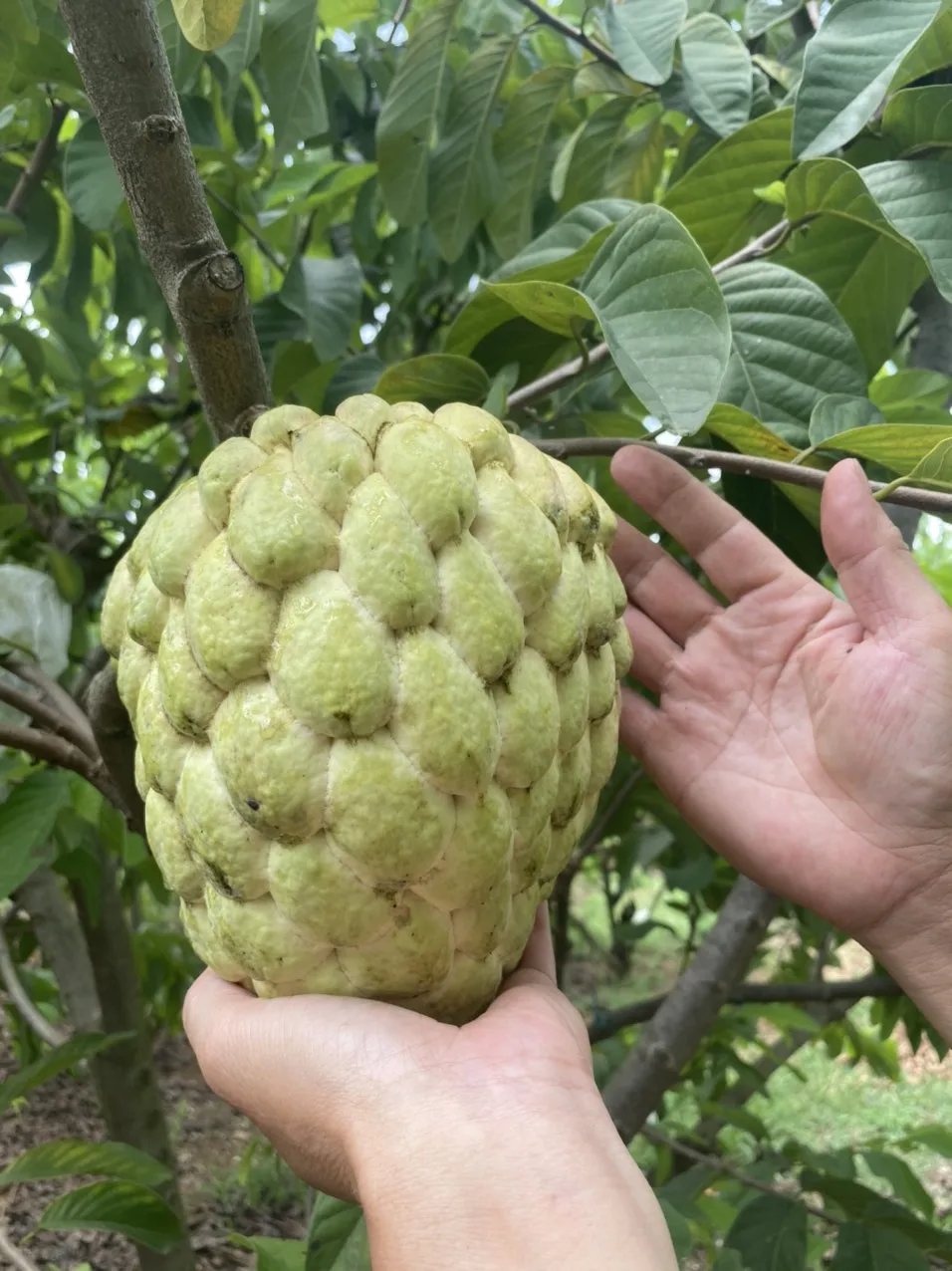 Свежие тропические фрукты, органический заварной яблочный фрукт, вьетнамские свежие фрукты, высокое качество, хорошая цена, распродажа