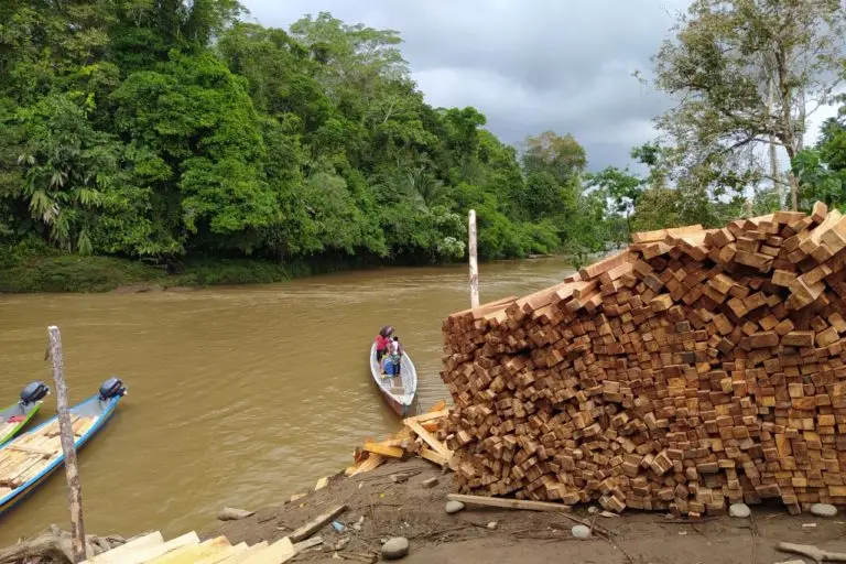 High quality Balsa from Ecuador forest highly recommended for propellers