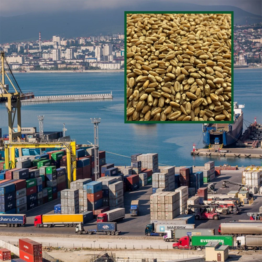 Great quality wheat  any quality requirements, wholesale prices