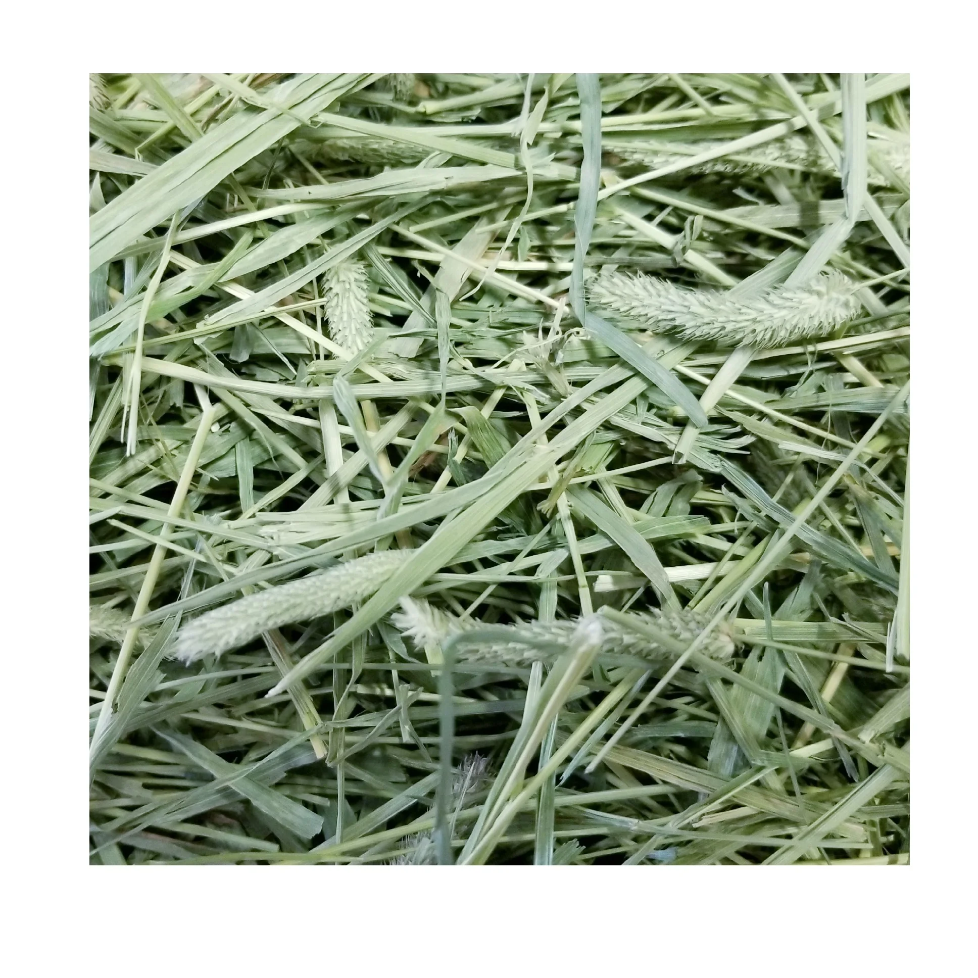 
Timothy hay animal feed Bulk Quantity High quality cheap rate Wholesale Dealer 