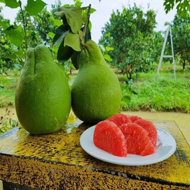 Свежий Pomelo TubTim Siam Премиум качество