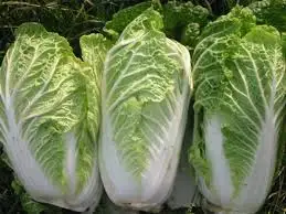
High Quality Big Size 25cm Length New Crop Fresh Celeri Organic Chinese Cabbage From Australia 