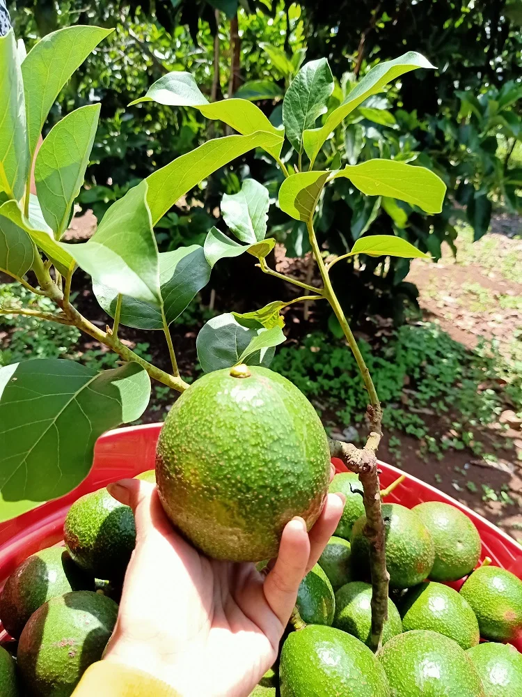 
Organic VIETGAP Certification 0,3kg - 0,8kg Per Piece Booth Avocado Fruit Fresh Fruits 