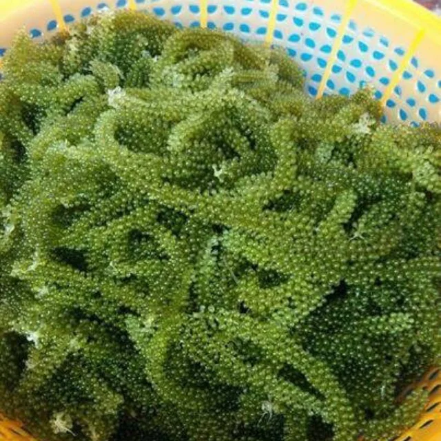 
SEAGRAPE / LATOK / GREEN CAVIAR with High Quality from Viet Nam 
