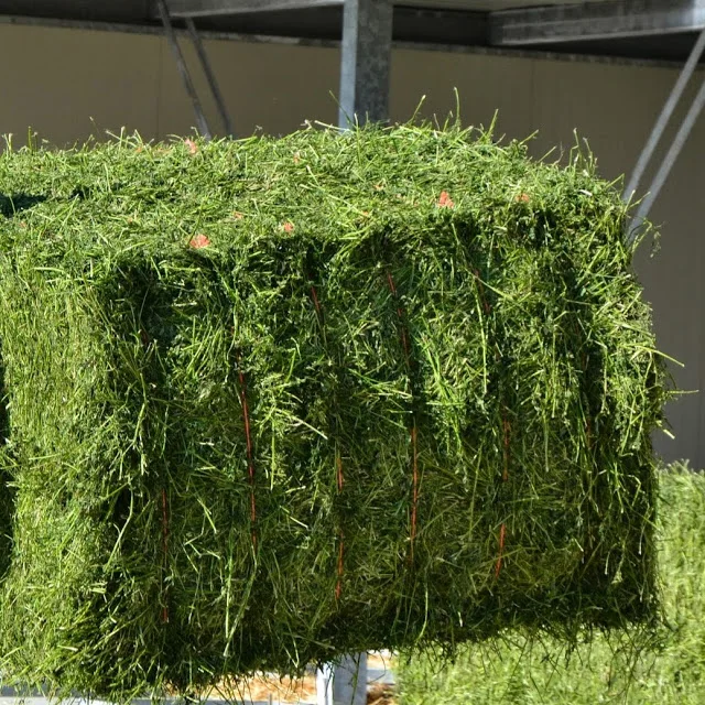 Люцерна сено высшего класса солнце вылеченный зеленый Люцерна Сено для продажи