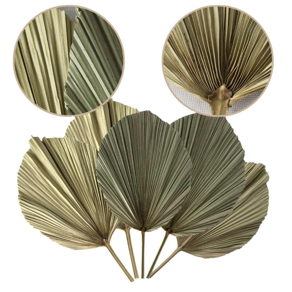 Air Dried Flower Trimmed Fan Palm Leaf For Home Decoration Artificial Flowers Decoration Dried Organic Palm Leaves from Vietnam