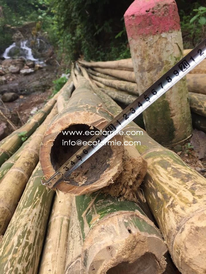 Vietnam Dried Bamboo Sticks for Fencing High Quality for Garden Home Decoration Ready To Export
