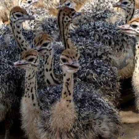 wholesale  Ostrich Chicks , Fertilized Eggs,Red and Black neck Ostrich (1600071357249)