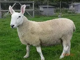 
Best Price Sheep for sale 