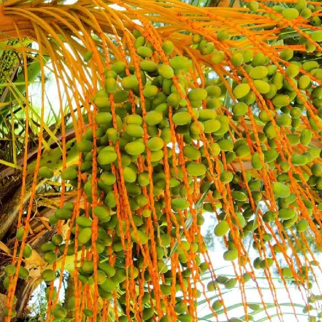 Phoenix dactylifera Arab Khajoor Premium Barhee Date Fruit Tree Plant