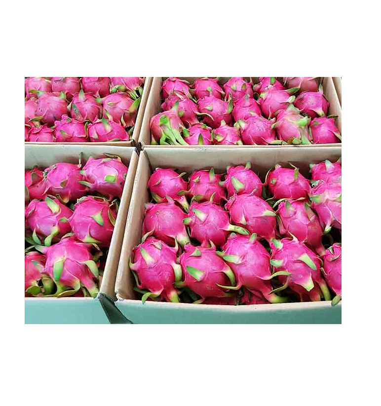 Dragon Fruit 100% Fresh Super Delicious Taste Premium Quality Dragon Fruit Natural Fresh Sweet Fruit Wholesale