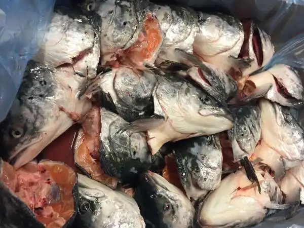Качественная свежая и замороженная головка лосося оптовая