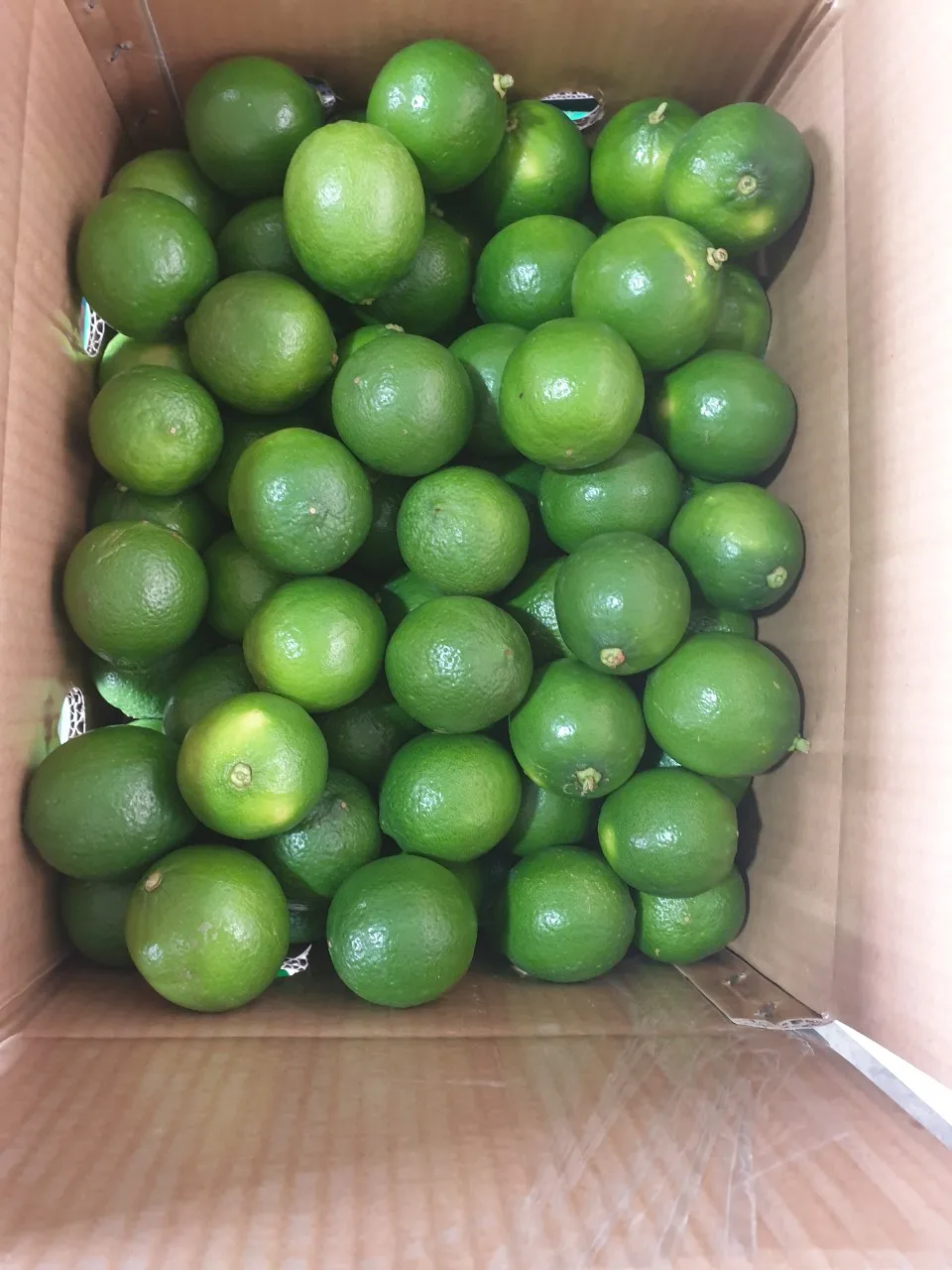 Supplying fresh lime with seed/seedless from Vietnam with top quality _Vikafoods (+84983028718)