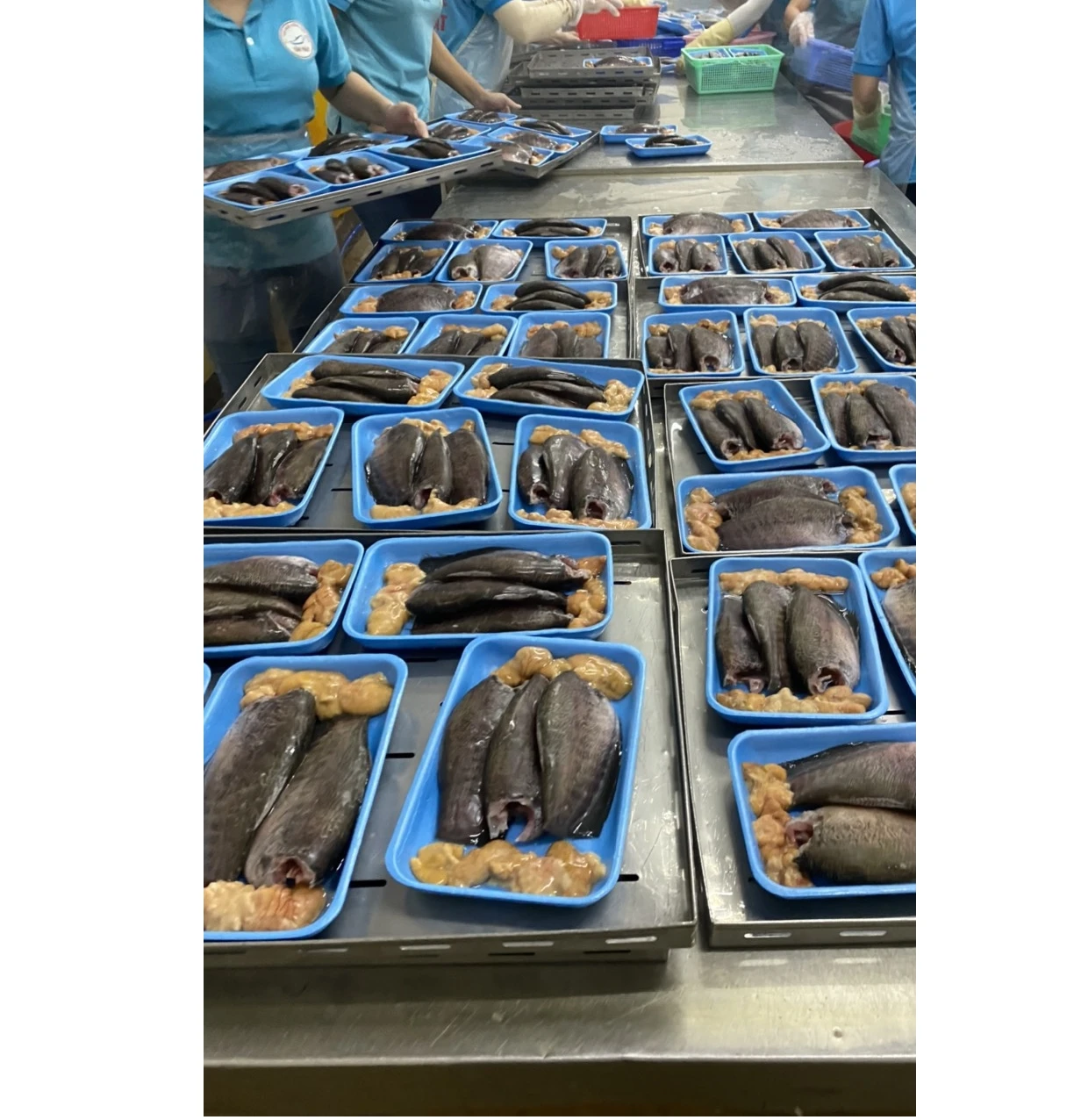 Top Quality Frozen Bulk Fish Black Tilapia Whole Round 100/200g 200/300g Tilapia For Wholesale