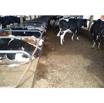  Корова и икры Holstein heifers для продажи