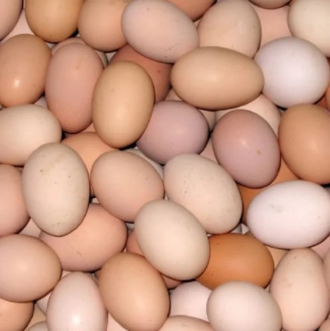 Farm Fresh Chicken Table Eggs / White Chicken Eggs  for export