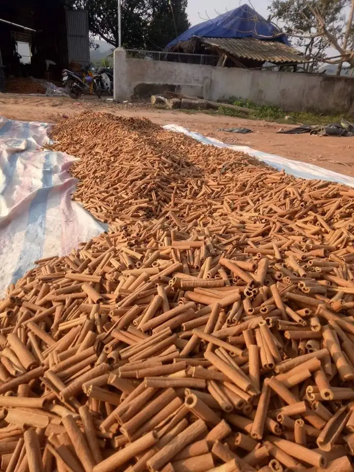 Высококачественная Корица премиум класса Cassia Stick- экспорт с завода